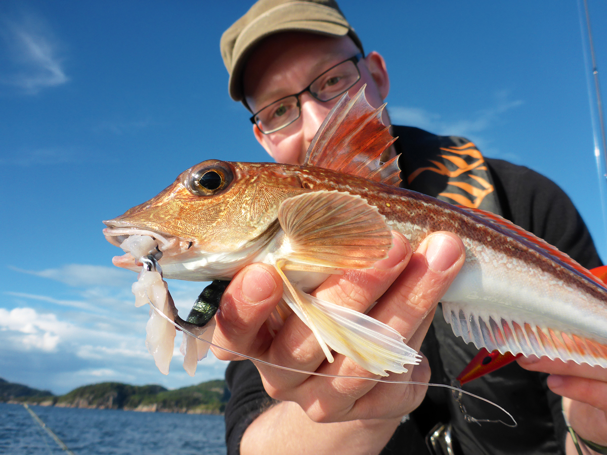 Der Knurrhahn hätte nicht gedacht, dass der stark duftende Fischfetzen einen Haken hat. Beim Angeln mit Makrelenfetzen weiß man nie, welcher Fisch als nächstes beißt. Foto: BLINKER/J. Radtke