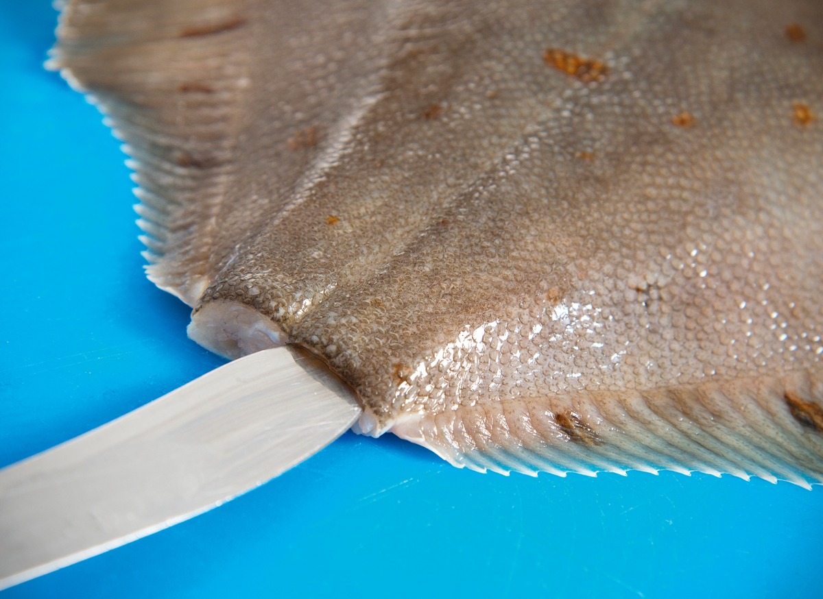 Dann wird das Messer hinten parallel zur Mittelgräte in den Fisch eingeführt. Foto: BLINKER/W. Krause