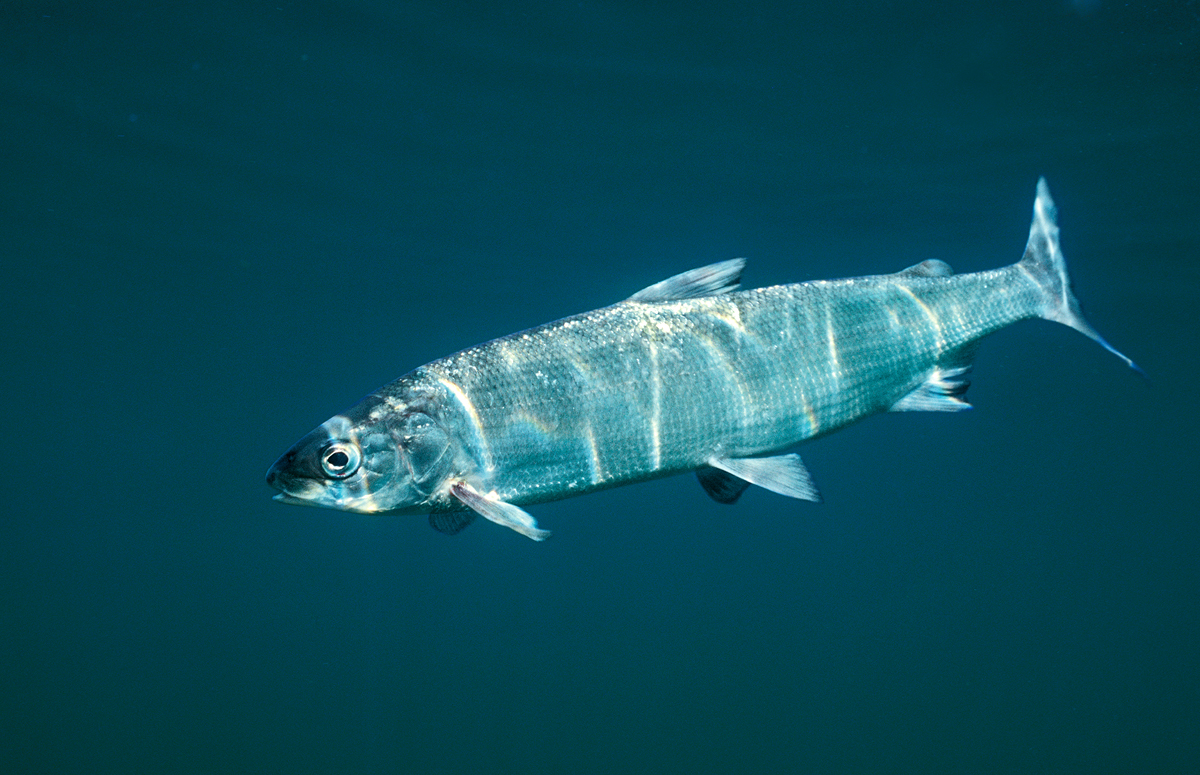 Maränen sind Fische der klaren, tiefen Seen. Sie stehen im Sommer unterhalb der Sprungschicht, sind also auf Sauerstoff in der Tiefe angewiesen. Foto: BLINKER/H. Frei