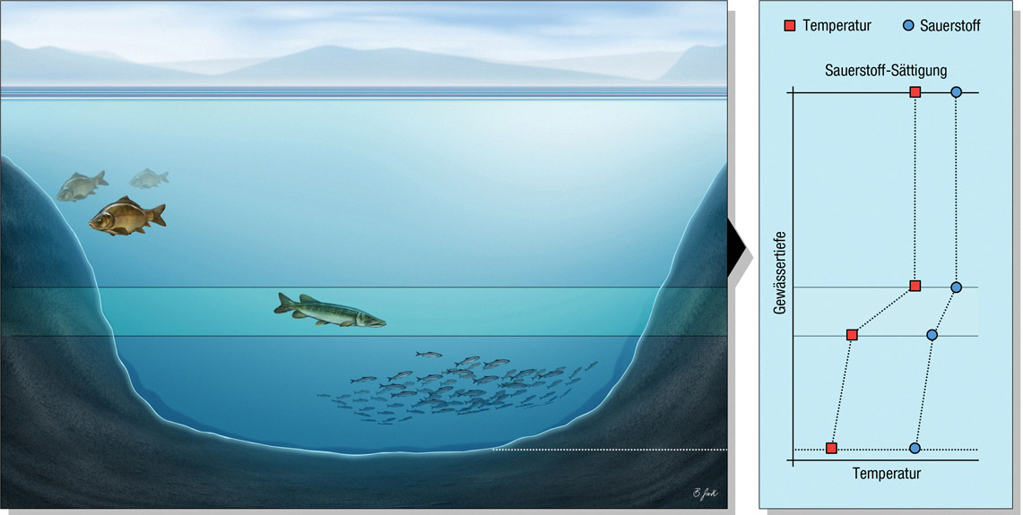 See 1: Nährstoffarmer See mit Sauerstoff unter der Sprungschicht Der klassische Maränensee ist ein gutes Beispiel für einen See mit durchgängiger Sauerstoffversorgung unterhalb der Temperatur-Sprungschicht. Die Fische finden auch im kühlen Tiefenwasser einen Lebensraum. Der Sauerstoffgehalt nimmt im Laufe des Sommers allmählich ab – gegen Ende des Sommers kann er am Seegrund knapp werden. Grafik: BLINKER/B. Gierth