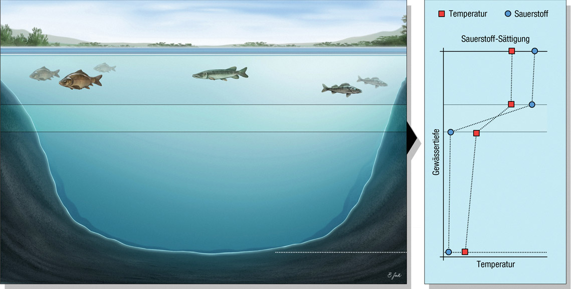 See 2: Nährstoffreicher See mit Sauerstofffreier Tiefe Diesen Seentyp gibt es recht häufig. Er besitzt oft trüberes Wasser durch Algenwachstum. Die absterbenden Algen und andere Organismen zehren in der Tiefe den Sauerstoff mit Ausbildung der Sprungschicht zügig auf. Schon bald ist dort kein Sauerstoff mehr vorhanden und den Fischen bleibt nur die Wassersäule oberhalb der Sprungschicht als Lebensraum. Die Temperatur-Sprungschicht ist hier gleich der Sauerstoff-Sprungschicht. Grafik: BLINKER/B. Gierth