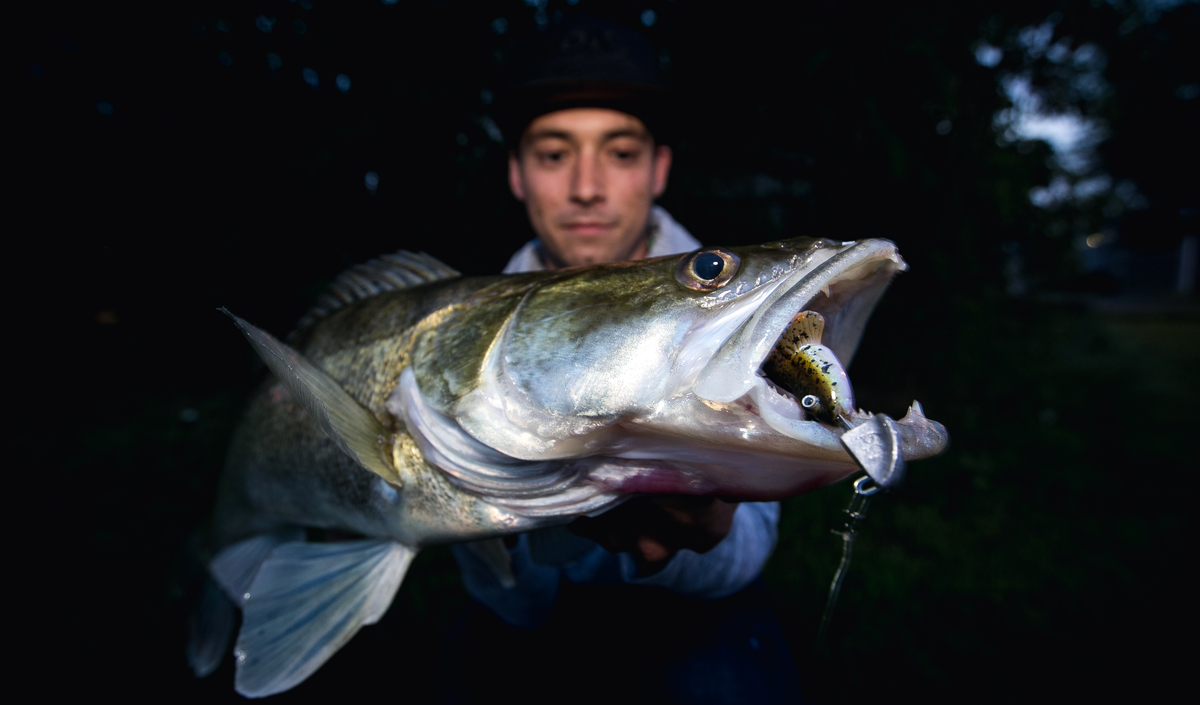 Zander sind als Bodenräuber mit blitzschnellen Attacken prädestiniert dafür, ­Grundeln zu fressen. Foto: BLINKER/ Roy Vanstreels