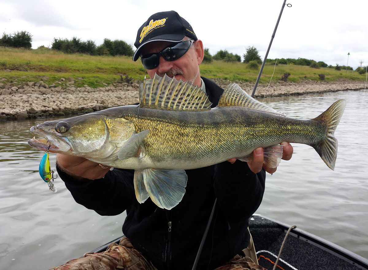 Dieser Zander biss auf einen Crankbait nahe der Steinschüttung am Ufer. Foto: BLINKER/ Roy Vanstreels